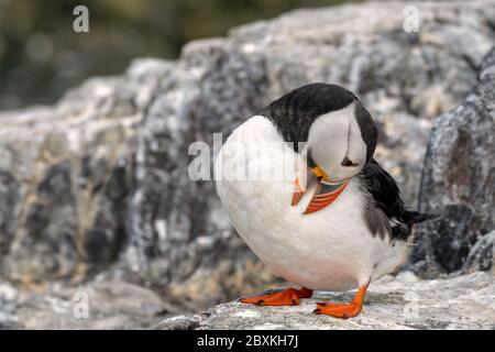 Jeune macareux debout sur un rocher en utilisant son bec pour faire ses plumes, Iles Farne, Royaume-Uni Banque D'Images