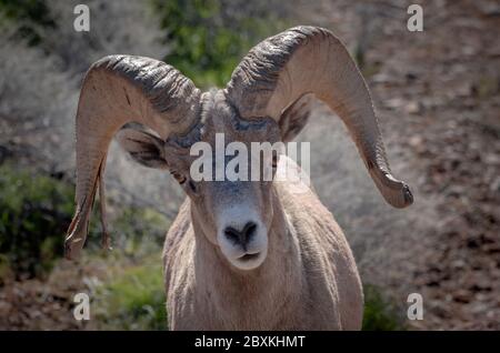 Gros plan image d'un mouflon d'Amérique, Red Rock Canyon, Nevada Banque D'Images