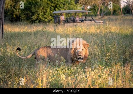 Grand mâle lion marchant à travers les herbes hautes sur le delta de l'Okavango au Botswana avec une jeep safari rempli de touristes dans l'arrière-plan Banque D'Images