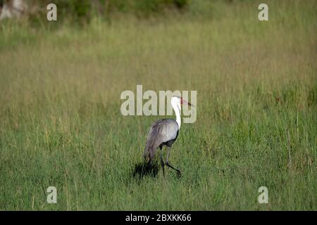 Une réorganisation de promenades à travers les hautes herbes sur le delta de l'Okavango, au Botswana Banque D'Images