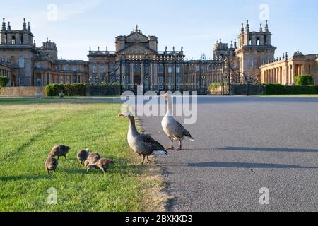 Anser. Les oies des graylag se trouvent devant le palais de Blenheim, dans la lumière du printemps tôt le matin. Woodstock, Oxfordshire, Angleterre Banque D'Images