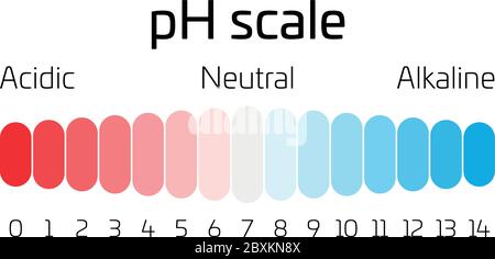 Échelle de pH. Indicateur de la valeur du pH exprimant le taux d'acidité ou de basicité en chimie. Illustration de Vecteur