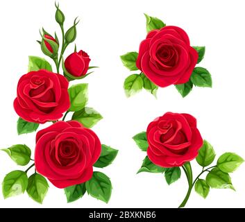 Ensemble vectoriel de roses rouges isolé sur un fond blanc. Illustration de Vecteur