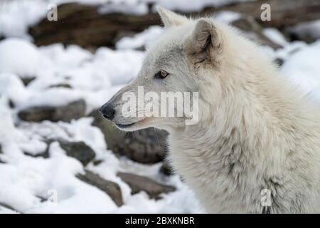 Gros plan d'un beau Loup blanc de bois (également connu sous le nom de Loup gris ou gris) dans la neige. Banque D'Images