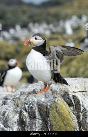 Puffin debout sur un rocher, en train de flirter avec ses ailes, se préparer à voler - Iles Farne, Grande-Bretagne Banque D'Images