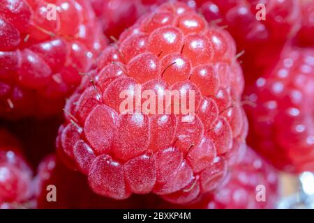 Image macro de framboises fraîches. Gros plan sur les framboises. Banque D'Images