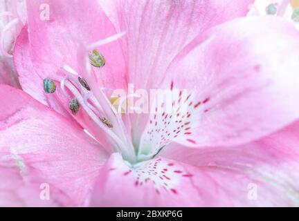 Gros plan de Lily fleur péruvienne rose Banque D'Images