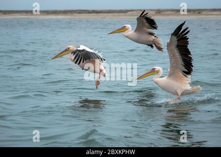 Trois grands pélicans blancs d'atterrissage sur l'eau en Namibie Banque D'Images