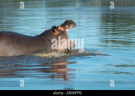 Hippo s'éclabousser dans un étang, la gueule ouverte, montrer ses dents Banque D'Images