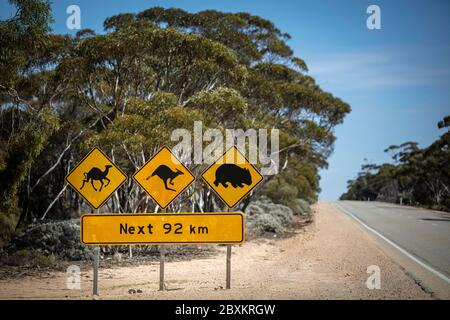 Vue en profondeur du champ avec panneau emblématique informant les conducteurs de la possibilité de chameaux, kangourous et wombats comme risques de circulation sur l'Eyre Highway Banque D'Images