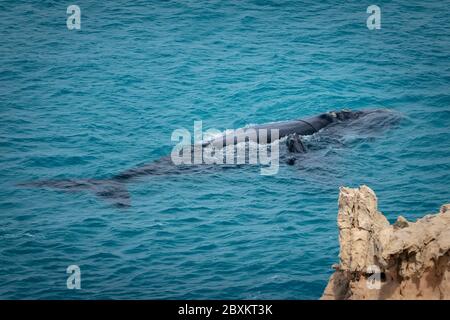 La mère et le veau de la baleine noire du sud dans les eaux chaudes de la Grande Bight australienne, en Australie Banque D'Images