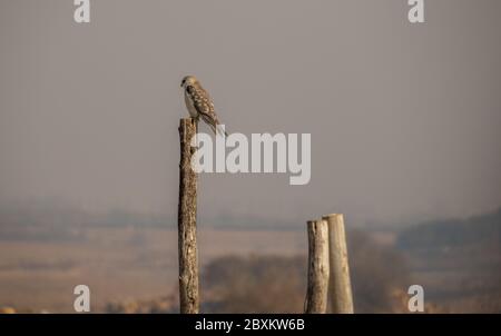 Jeune cerf-volant à épaulettes noires isolé sur un poteau de chasse pendant un hiver froid matin sur le Gauteng Highveld en Afrique du Sud Banque D'Images