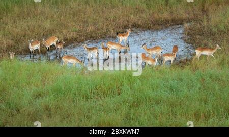 Vue aérienne de l'impala dans un trou d'eau sur la savane du delta de l'Okavango au Botswana Banque D'Images