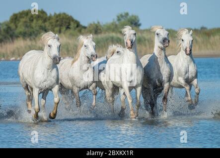 Étalons blancs dans l'eau Banque D'Images