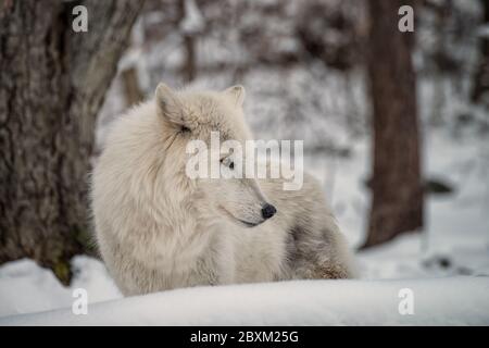 Bois (également connu sous le nom de gris ou gris) loup dans la neige Banque D'Images