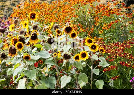 Fleurs de jardin colorées tournesols jardin hélium frontière cottage jardin les plantes hautes attirent les pollinisateurs essentiels comme les abeilles et les papillons Banque D'Images