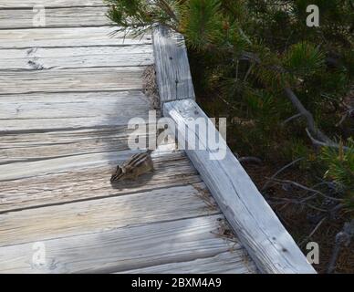 Fin du printemps dans le parc national de Yellowstone : le moins Chipmunk se fourrasse sous un arbre le long d'un sentier dans le bassin de Norris Geyser Banque D'Images