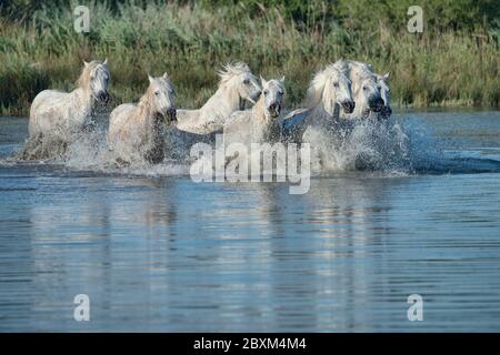 Troupeau de chevaux blancs courant dans l'eau Banque D'Images