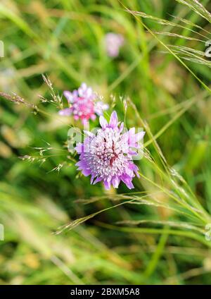 (Allium angulosum) ail de souris en fleurs, ombelles hémisphériques de petites fleurs roses sur de longs pédicelles Banque D'Images