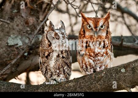 Image amusante d'une paire de chouettes de l'est, grises et rouillées, assises dans un arbre. Un hibou regarde l'autre. Banque D'Images