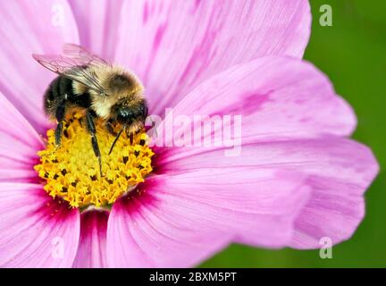 Plan macro sur bourdon sur fleur rose Banque D'Images