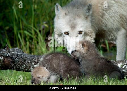 Loup arctique mère veillant sur les chiots Banque D'Images
