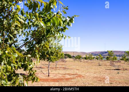 Jeunes noix de pécan Banque D'Images