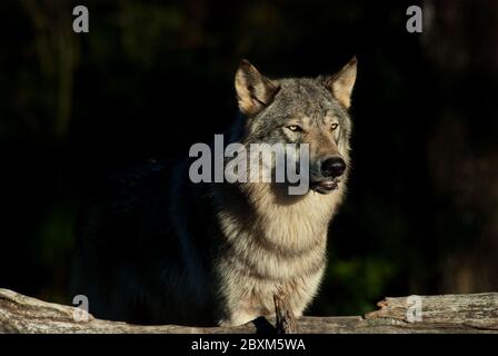 Gros plan d'un loup en bois (également connu sous le nom de loup gris ou gris) debout au soleil sur fond sombre Banque D'Images