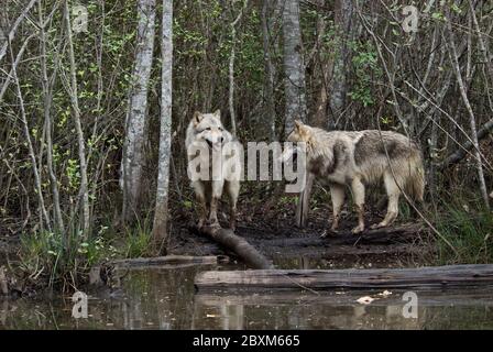 Paire de loups de bois (également connus sous le nom de loups gris ou gris) debout dans une clairière près d'un étang Banque D'Images