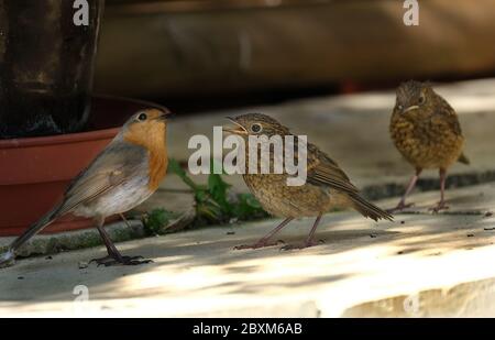 Jeune Robin dans le jardin de maison urbaine attendant d'être nourri. Banque D'Images