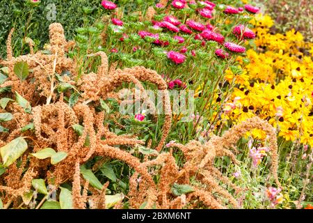 Fleurs colorées jardin Amaranth Chine Aster Rudbeckias Banque D'Images