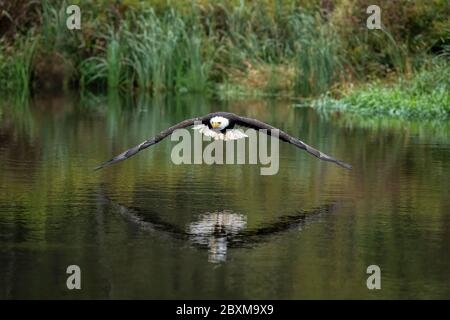 Aigle à tête blanche mâle volant au-dessus d'un étang en caillant une belle réflexion dans l'eau avec la couleur d'automne Banque D'Images