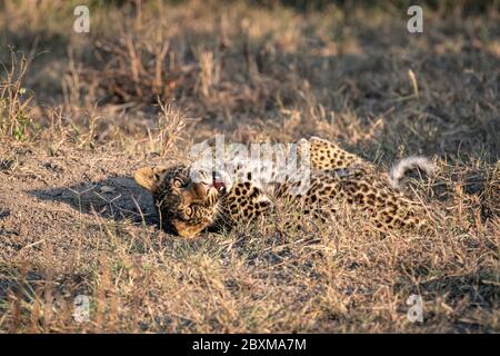Gros plan d'un cub léopard (environ 6 mois), roulant sur le sol, regardant directement la caméra avec sa bouche ouverte. Banque D'Images