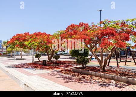 Delonix regia, flamboyant, Flame Tree, avec ses fleurs rouges distinctives à la fin du printemps, Playa San Juan, Tenerife, Iles Canaries, Espagne Banque D'Images