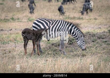 Un zébré foal rare avec des points de polka (taches) au lieu de rayures, nommé Tira d'après le guide qui l'a vu pour la première fois, avec sa mère. Banque D'Images