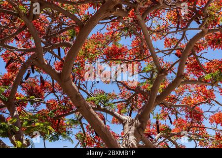 Delonix regia, flamboyant, Flame Tree, avec ses fleurs rouges distinctives à la fin du printemps, Playa San Juan, Tenerife, Iles Canaries, Espagne Banque D'Images