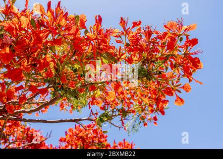 Delonix regia, flamboyant, Flame Tree, avec ses fleurs rouges distinctives à la fin du printemps, Playa San Juan, Tenerife, Iles Canaries, Espagne Banque D'Images