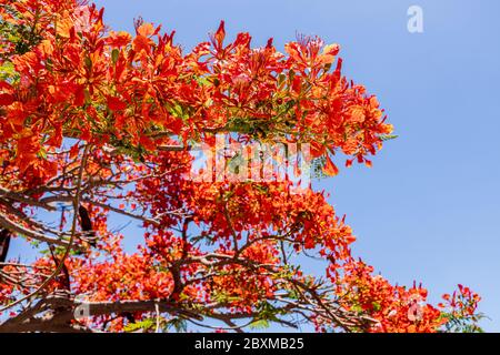 Delonix regia, flamboyant, Flame Tree, avec ses fleurs rouges distinctives à la fin du printemps, Playa San Juan, Tenerife, Iles Canaries, Espagne Banque D'Images