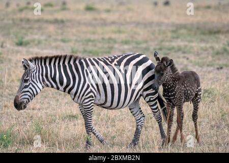 Un zébré foal rare avec des points de polka (taches) au lieu de rayures, nommé Tira d'après le guide qui l'a vu pour la première fois, avec sa mère. Banque D'Images