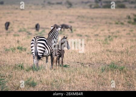 Mousse zébrée rare avec des points de polka (taches) au lieu de rayures, avec sa mère. Photo prise à Masai Mara, Kenya. Banque D'Images