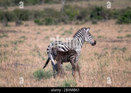 Mousse zébrée rare avec des points de polka (taches) au lieu de rayures, avec sa mère. Photo prise à Masai Mara, Kenya. Banque D'Images