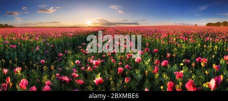 Paysage panoramique de champs de pavot violet avec soleil Banque D'Images