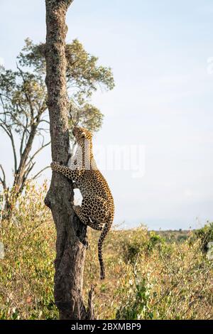 Grand léopard femelle nommé Lorian grimpant un arbre. Photo prise dans le Maasai Mara, Kenya. Banque D'Images