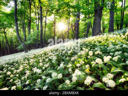 Fleurs d'ail sauvages dans la forêt avec le soleil - nature paysage Banque D'Images