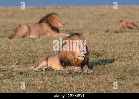 Deux beaux grands lions mâles qui se trouvent dans l'herbe au petit matin, avec un jeune cub au loin. Photo prise à Masai Mara, Kenya. Banque D'Images