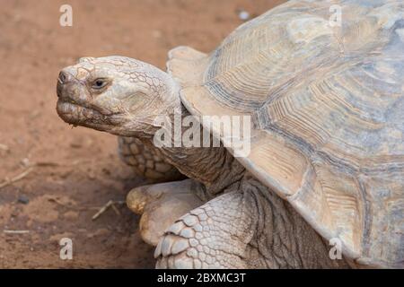 Portrait d'une tortue géante, une tortue africaine poussée (Centrochelys sulcata), marchant sur terre Banque D'Images