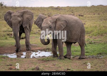 Deux éléphants à un trou d'eau. Un éléphant tente de nettoyer son tronc avec son tusk. Photo prise dans le Maasai Mara, Kenya. Banque D'Images