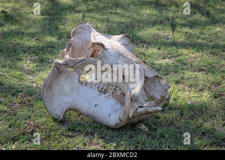 Crâne d'un hippopotame blanchi blanc par le soleil. Photo prise à Masai Mara, Kenya. Banque D'Images