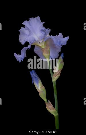 Vue latérale d'un iris barbu violet clair (bleu) sur fond noir Banque D'Images