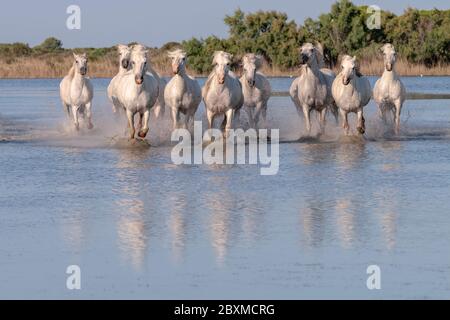 Troupeau de étalons blancs en cours d'exécution dans l'eau en train de faire une réflexion Banque D'Images